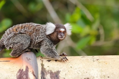 Common marmoset sitting on a pipe, facing camera, against green background, Paraty, Brazil, South