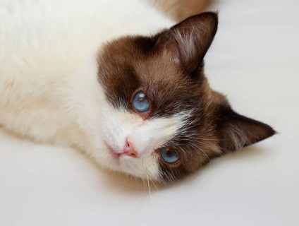 Snowshoe cat portrait at home