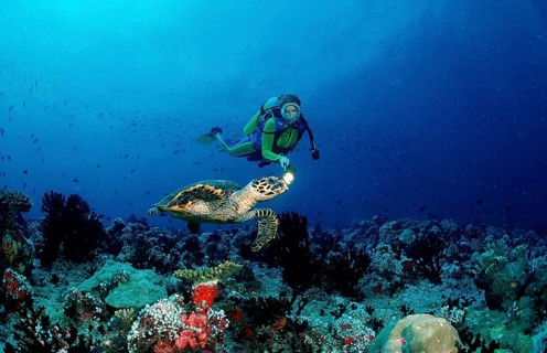 Hawksbill turtle and diver, Eretmochelys imbricata, Maldives, Indian Ocean, Ari Atoll, Asia