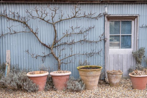 Trellis fruit, apricot (Prunus armeniaca), The Barn Garden, Great Britain