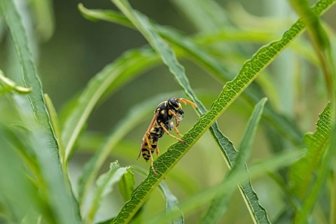 Gallic field wasp collecting nectar, european paper wasp (Polistes dominula), columnar deciduous