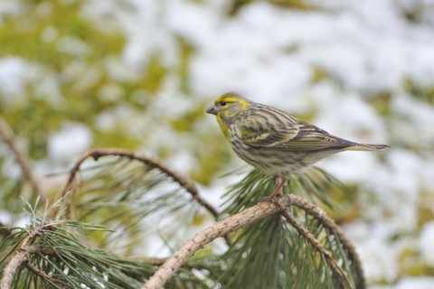 European Serin on a branch. European Serin on a trunk