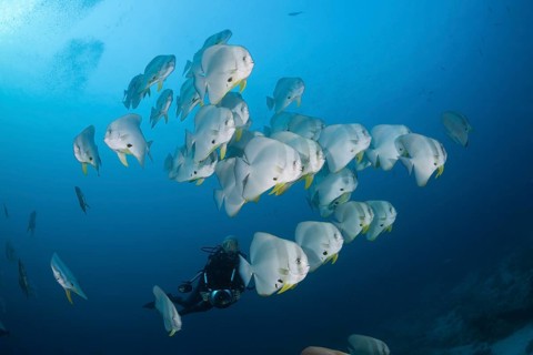 Shoal of Longfin Batfish, Platax teira, Ari Atoll, Indian Ocean, Maldives | Shoal of Longfin