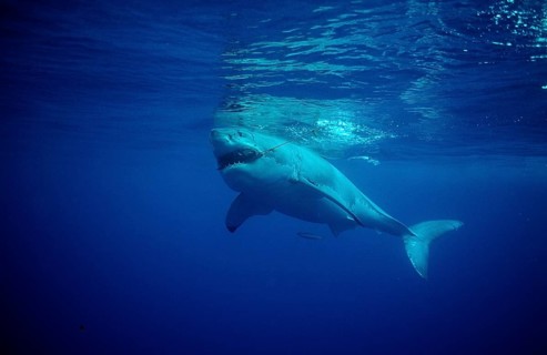 Great white shark, Carcharodon carcharias, USA, California, Pacific Ocean, Farallon Islands, San