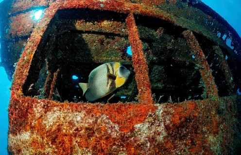 Cortez angelfish in a shipwreck, Pomacanthus zonipectus, Mexico, Sea of Cortez, Lower California,