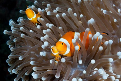 Orange skunk clownfish, Amphiprion ocellaris, New Ireland, Papua New Guinea, Oceania