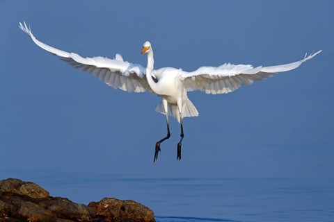 Great Egret, (Egretta alba), Ardea alba, Animals, Birds, Herons, Sur Masirah, Shannah, Ash