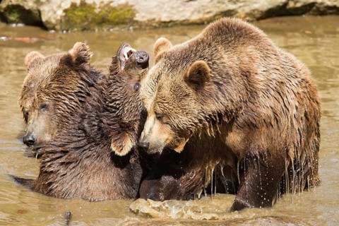 Brown bear (Ursus arctos)