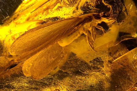 Amberinkluse - Termite