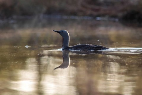 Red-throated diver (Gavia stellata)
