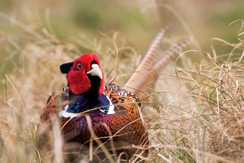 A noble pheasant head-on between dry grass