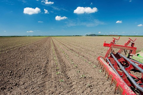 Fields with young vegetable fields and detail of planting machine