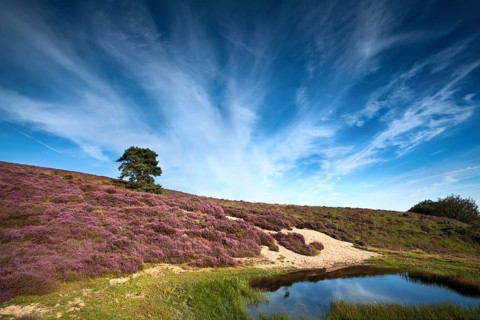 Flowering pink heather close to small wild pond