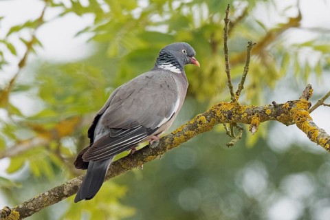Wood pigeon standing on branch looking right