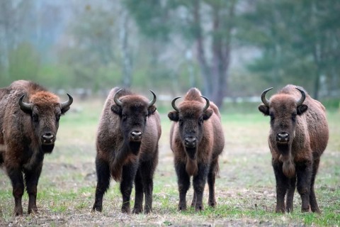 European bison (Bos bonasus), bison group in a meadow, Döberitzer Heide nature reserve,