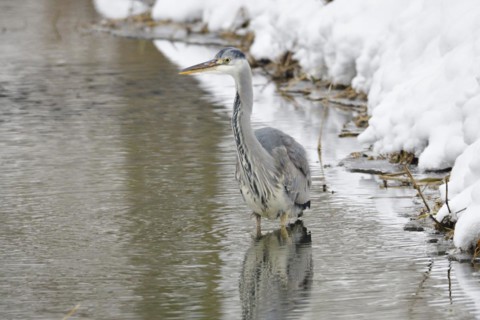 Grey heron in the snow looking for food. Graureiher im Winter