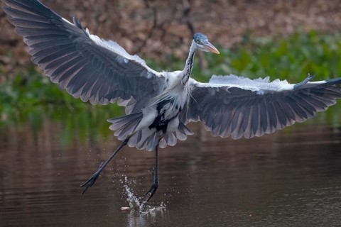 Cocoirei heron (Ardea cocoi), flying, in flight, Pantanal, inland, wetland, UNESCO Biosphere