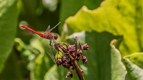 Ruddy Darter dragonfly (Sympetrum sanguineum)
