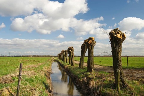 Dutch pollard willows in spring in dutch landscape