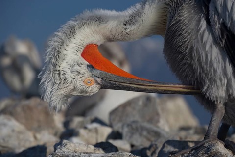 Plumage care for a Dalmatian pelican