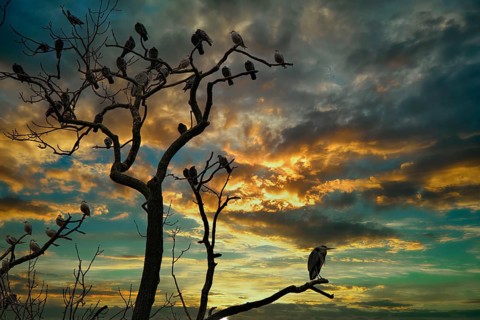 A tree with birds at sunset, surrounded by dark, dramatic clouds in the sky, grey heron (Ardea