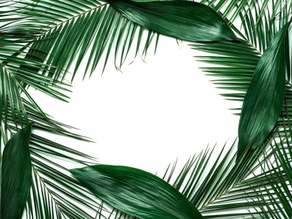 Palm leaves isolated on white background. Tropical leaves top view or flat lay. Tropical