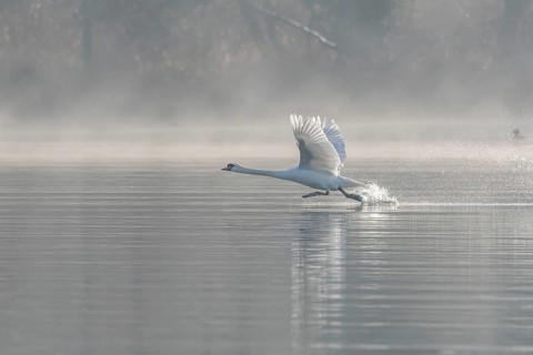 Mute swan (Cygnus olor) on takeoff on the water of a lake, Bas-Rhin, Alsace, Grand Est, France,