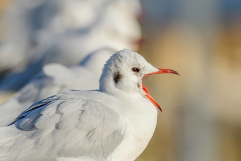 Black-headed Gull (Chroicocephalus ridibundus) portrait in winter. Bas-Rhin, Alsace, Grand Est,