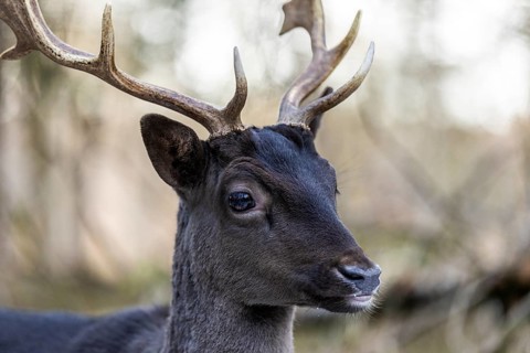 Fallow deer (Dama dama), portrait, male, captive, Landsberg am Lech Wildlife Park, Upper Bavaria,
