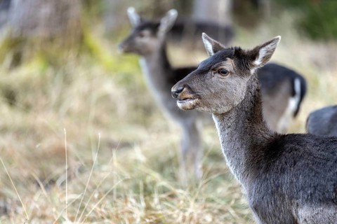Fallow deer, female fallow deer (Dama dama), Landsberg am Lech Wildlife Park, Upper Bavaria,