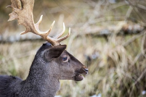 Fallow deer (Dama dama), portrait, male, captive, Landsberg am Lech Wildlife Park, Upper Bavaria,