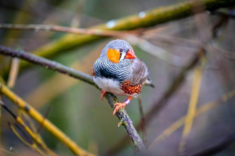 A zebra finch (Taeniopygia) sits on a branch and looks into the camera in the middle of nature,
