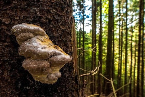 A scenic polypore after rain in an alpine forest, Germany, Europe