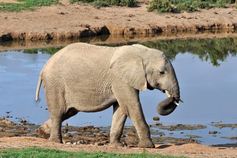 A female African Elephant in the Addo Park, South Africa, Africa