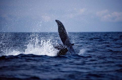 Humpback whale fluke, Megaptera novaeangliae, Silverbanks, Caribbean Sea, Dominican Republic,