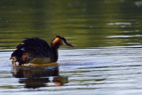 Great crested grebe fishing in a lake. Great crested grebe in the morning sun