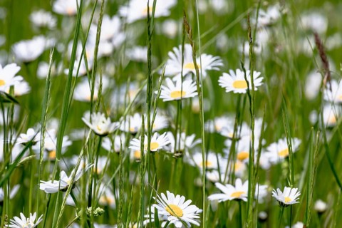 Meadow daisies with grasses