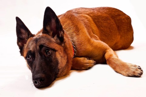 Malinois lying, in front of a white background
