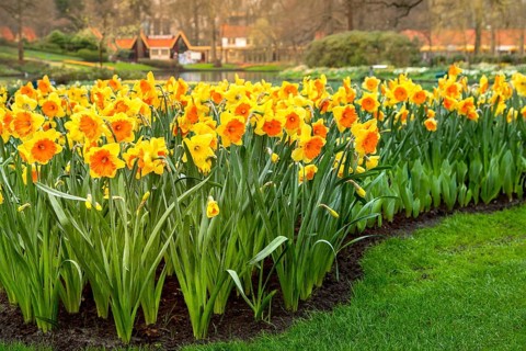 Daffodil flowers in Keukenhof gardens in The Netherlands