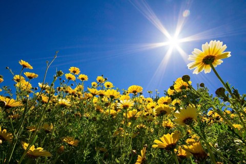 Yellow leucanthemum daisy meadow under a blue sky in full sunlight