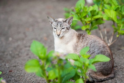Seal tabby point siamese pure breed cat in the garden