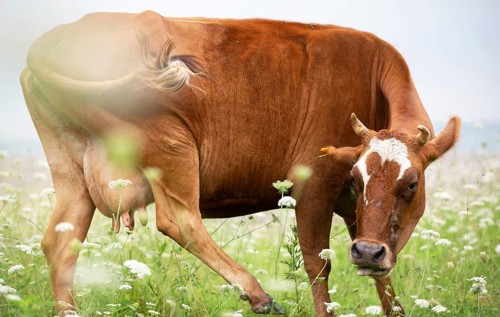 A happy cow grazes in a flower meadow and enjoys life
