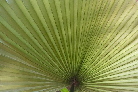 Leaf of a Livistona palm - close-up