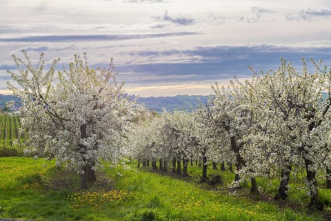 Cherry orchards in bloom near Wittegensdorf, Wittgensdorf, Saxony, Germany, Europe