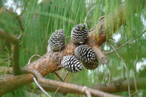 Jelote pine (Pinus patula)