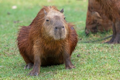 Capybara or capybara (Hydrochoerus hydrochaeris), frontal, pregnant, Pantanal, inland, wetland,