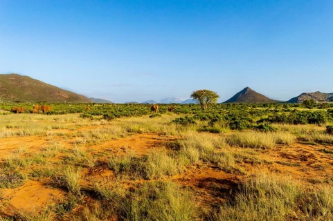 View of the savannah of Samburu Park in central Kenya with a flock of elephants in the background