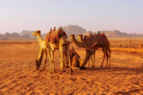 Jordan, camels caravan rests in majestic Wadi Rum desert, landscape with sandstone mountain rock at