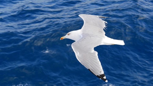 White seagull in flight over a deep blue sea