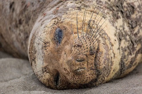 A northern elephant seal rests on a beach near Trinidad, California. Coloe Image